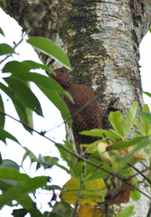 Micropternus brachyurus