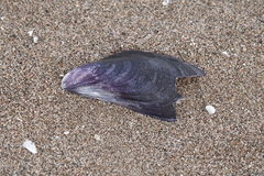 Mytilus galloprovincialis