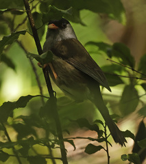 Sylvia nigricapillus