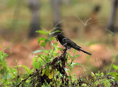 Cacomantis passerinus