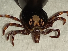 Amblyomma hebraeum