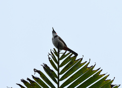 Pycnonotus jocosus