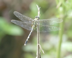 Orthetrum serapia