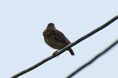 Mirafra affinis