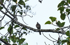 Streptopelia chinensis
