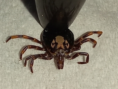 Amblyomma hebraeum