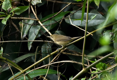 Phylloscopus nitidus