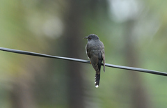 Cacomantis passerinus