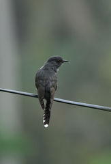 Cacomantis passerinus