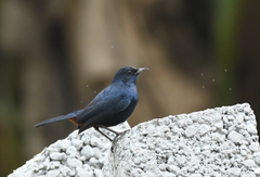 Copsychus fulicatus
