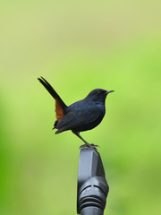 Copsychus fulicatus