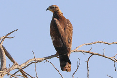 Pernis ptilorhynchus