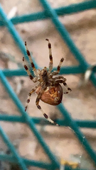 Araneus pallidus