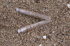 Ensis minor
