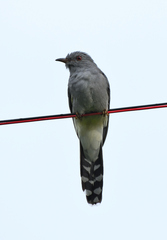 Cacomantis passerinus