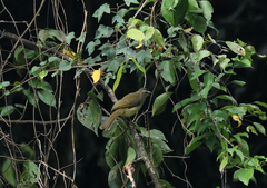 Pycnonotus luteolus