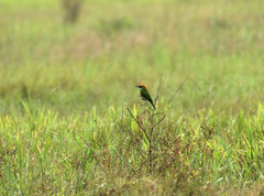 Merops orientalis