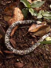 Amphisbaena fuliginosa