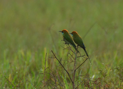 Merops orientalis