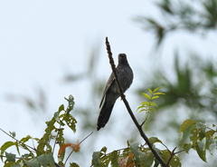 Cacomantis passerinus