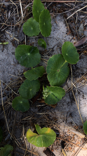 Hydrocotyle bonariensis image