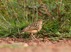 Mirafra affinis