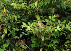 Pycnonotus luteolus