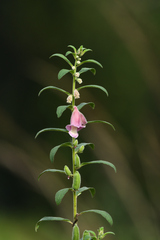 Sesamum indicum