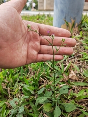 Cyanthillium cinereum