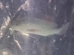 Lutjanus argentimaculatus