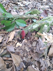 Balanophora laxiflora