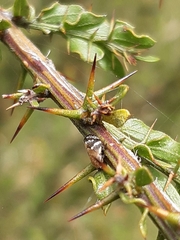 Aphrophoridae