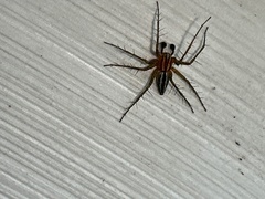 Oxyopes gracilipes
