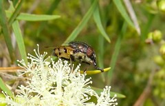 Stomorhina discolor