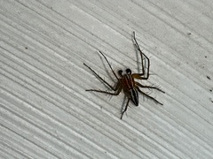 Oxyopes gracilipes