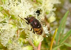 Stomorhina discolor