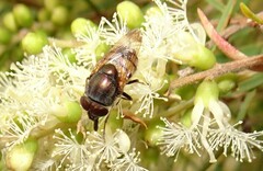 Stomorhina discolor