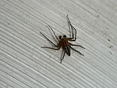 Oxyopes gracilipes