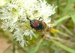 Stomorhina discolor