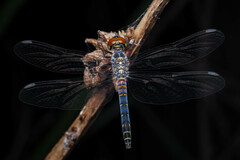 Brachydiplax denticauda