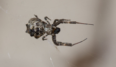 Philoponella congregabilis