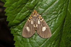 Asota plagiata