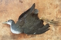 Amaurornis