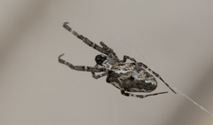 Philoponella congregabilis