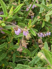 Thomasia petalocalyx