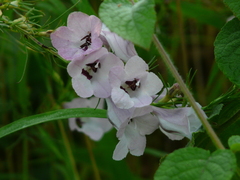 Parasopubia delphiniifolia