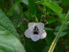 Parasopubia delphiniifolia