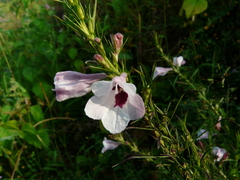 Parasopubia delphiniifolia
