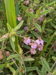 Thomasia petalocalyx