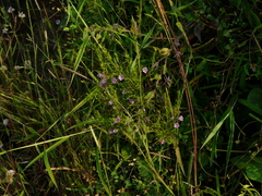 Parasopubia delphiniifolia